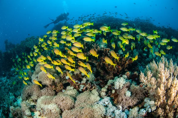 Schooling bluestripe snapper Lutjanus kasmira in Gili,Lombok,Nusa Tenggara Barat,Indonesia underwater photo — Stock Photo, Image