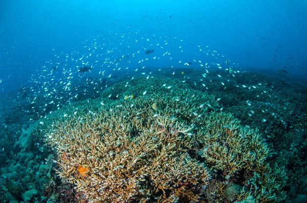 Scuola di pesce sopra le barriere coralline a Gili, Lombok, Nusa Tenggara Barat, Indonesia foto subacquee — Foto Stock