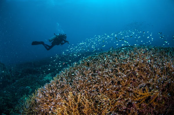Diver and schooling fish above the coral reefs in Gili, Lombok, Nusa Tenggara Barat, Indonesia underwater photo — Stock Photo, Image