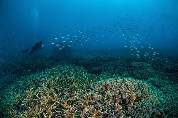 Scafandru și pește de școlarizare deasupra recifurilor de corali din Gili, Lombok, Nusa Tenggara Barat, Indonezia fotografie subacvatică — Fotografie, imagine de stoc