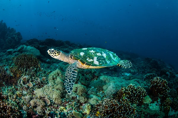 Hawksbill Sea Turtle nageant autour des récifs coralliens à Gili, Lombok, Nusa Tenggara Barat, Indonésie photo sous-marine — Photo