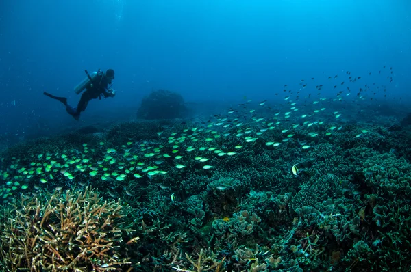 ダイバーとギリ、ロンボク島、ヌサ ・ トゥンガラ州バラット、インドネシアの水中写真でのサンゴ礁の上学校の魚 — ストック写真