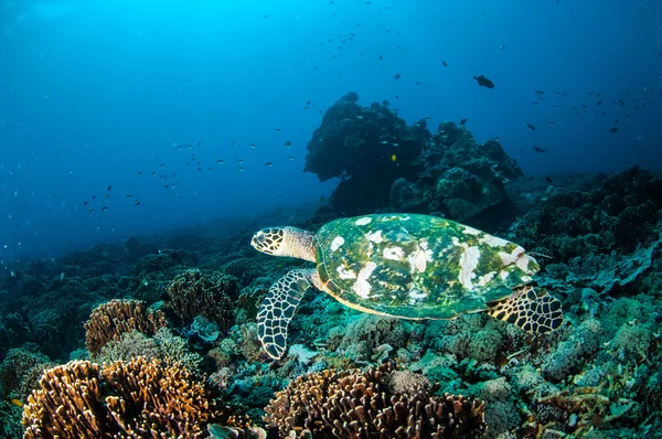 Hawksbill Sea Turtle uinti ympäri koralliriuttoja Gili, Lombok, Nusa Tenggara Barat, Indonesia vedenalainen kuva — kuvapankkivalokuva