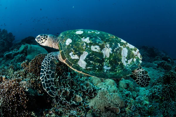 Hawksbill Sea Turtle nageant autour des récifs coralliens à Gili, Lombok, Nusa Tenggara Barat, Indonésie photo sous-marine — Photo