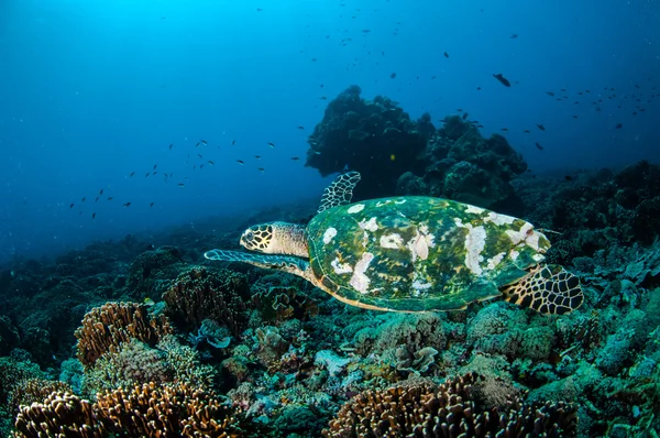 Tortuga Carey nadando alrededor de los arrecifes de coral en Gili, Lombok, Nusa Tenggara Barat, Indonesia foto submarina —  Fotos de Stock