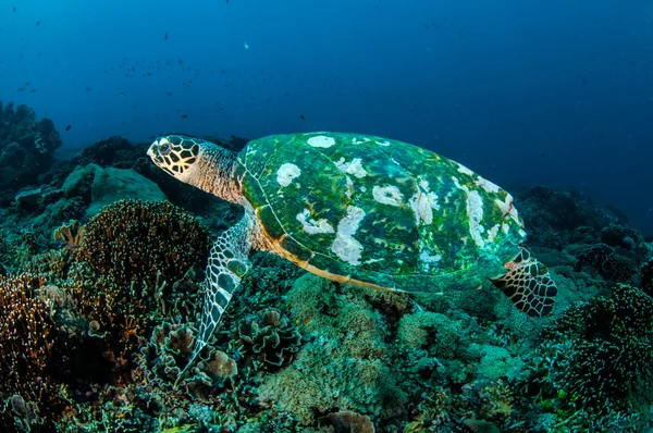 在吉利、 龙目岛、 努沙登加拉巴拉，印度尼西亚水下照片珊瑚礁周围玳瑁海海龟游泳 — 图库照片