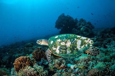 Hawksbill deniz Kaplumbağa yüzme Gili, Lombok, Nusa Tenggara Barat, Endonezya sualtı fotoğraf mercan kayalıkları çevresinde