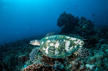 Hawksbill deniz Kaplumbağa yüzme Gili, Lombok, Nusa Tenggara Barat, Endonezya sualtı fotoğraf mercan kayalıkları çevresinde