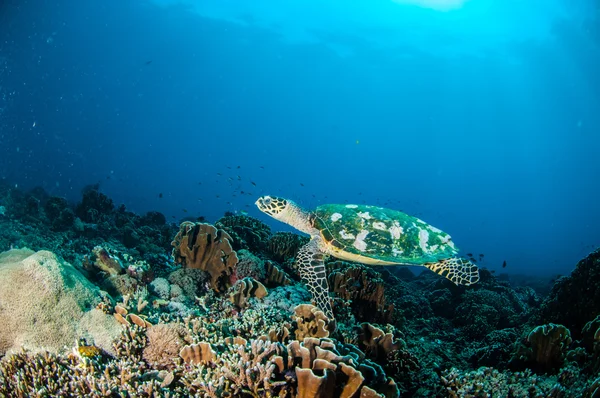 Hawksbill Sea Turtle nageant autour des récifs coralliens à Gili, Lombok, Nusa Tenggara Barat, Indonésie photo sous-marine — Photo