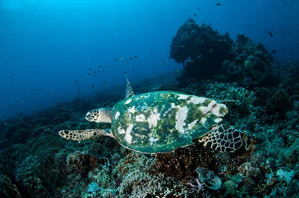 ギリ、ロンボク島、ヌサ ・ トゥンガラ州バラット、インドネシアの水中写真でサンゴ礁の周りのタイマイ海カメ スイミング — ストック写真
