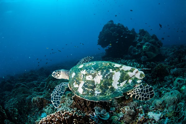 Ястребиная черепаха плавает вокруг коралловых рифов в Гили, Ломбок, Нуса Тенггара Барат, Индонезия подводное фото — стоковое фото