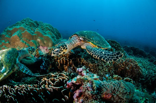 Hawksbill Sea Turtle pływanie wokół rafy koralowe w Gili, Lombok, Nusa Tenggara Barat, podwodne zdjęcia Indonezja — Zdjęcie stockowe
