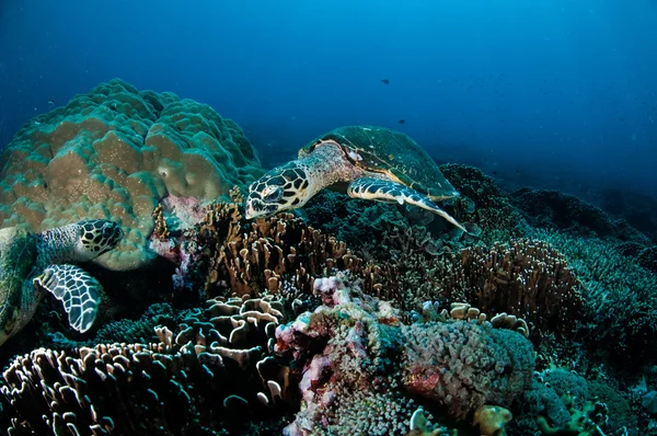 Parach Żółw szylkretowy spoczywa na rafy koralowe w Gili, Lombok, Nusa Tenggara Barat, podwodne zdjęcia Indonezja — Zdjęcie stockowe