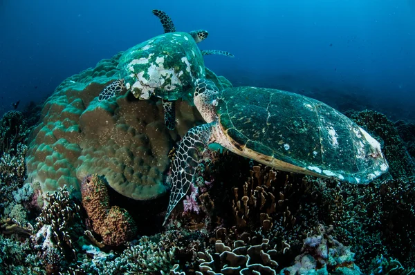 Pár közönséges cserepesteknős pihen a korallzátonyok Gili, Lombok, Nusa Tenggara barát, Indonézia víz alatti fénykép — Stock Fotó