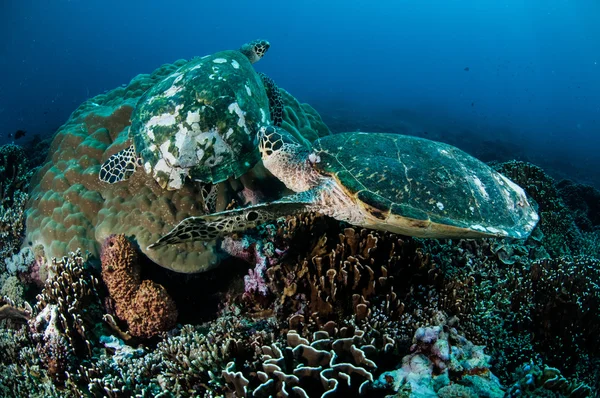 Parach Żółw szylkretowy spoczywa na rafy koralowe w Gili, Lombok, Nusa Tenggara Barat, podwodne zdjęcia Indonezja — Zdjęcie stockowe