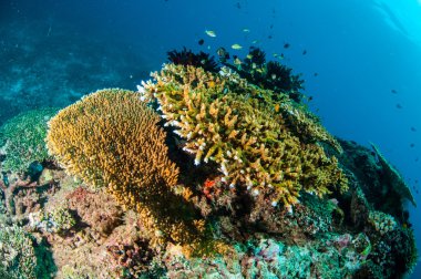 Çeşitli mercan resifleri ve gökyüzünün tüy Gili, Lombok, Nusa Tenggara Barat, Endonezya sualtı fotoğraf