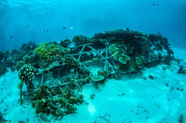 Biorocks mercan resifleri Gili, Lombok, Nusa Tenggara Barat, Endonezya sualtı fotoğraf içinde