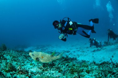 Dalgıçlar ve pufferfish, Gili Lombok Nusa Tenggara Barat sualtı