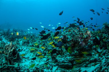 Gili, Lombok, Nusa Tenggara Barat, Endonezya sualtı fotoğraf çeşitli mercan balıklar