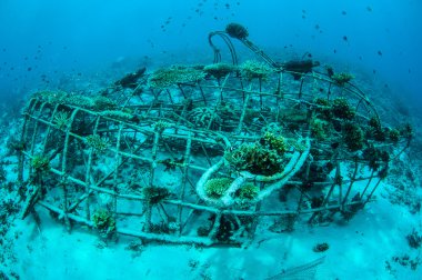 Biorocks mercan resifleri Gili, Lombok, Nusa Tenggara Barat, Endonezya sualtı fotoğraf içinde