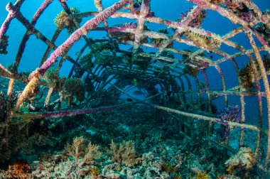 Biorocks mercan resifleri Gili, Lombok, Nusa Tenggara Barat, Endonezya sualtı fotoğraf içinde