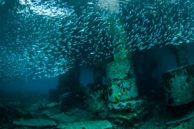 Okullaşma balıklar Gili, Lombok, Nusa Tenggara Barat, Endonezya sualtı fotoğraf