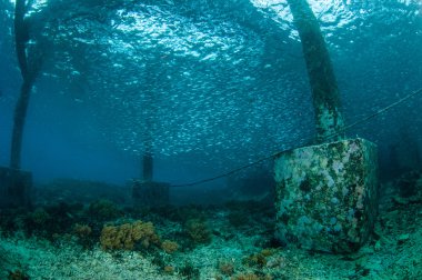 Okullaşma balıklar Gili, Lombok, Nusa Tenggara Barat, Endonezya sualtı fotoğraf