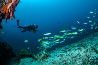 Dalgıç ve okul narrowstripe fuslier Yüzme Gili, Lombok, Nusa Tenggara Barat, Endonezya sualtı fotoğraf