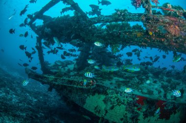 Enkaz ve balıklar yüzmek Gili, Lombok, Nusa Tenggara Barat, Endonezya sualtı fotoğraf