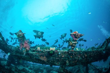Enkaz ve balıklar yüzmek Gili, Lombok, Nusa Tenggara Barat, Endonezya sualtı fotoğraf