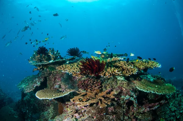 Çeşitli mercan resifleri ve gökyüzünün tüy Gili, Lombok, Nusa Tenggara Barat, Endonezya sualtı fotoğraf — Stok fotoğraf