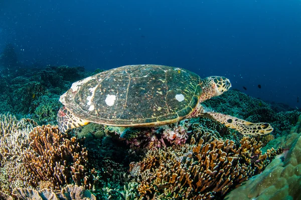 Hawksbill zee schildpad zwemmen rond de koraalriffen in Gili, Lombok, Nusa Tenggara Barat, Indonesië onderwater foto — Stockfoto