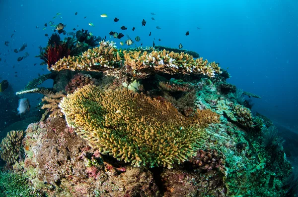 様々 なサンゴ礁やギリ、ロンボク島、ヌサ ・ トゥンガラ州バラット、インドネシアの水中写真でフェザー スター — ストック写真