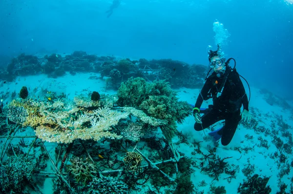 Scafandru și biorocks în Gili, Lombok, Nusa Tenggara Barat, Indonezia fotografie subacvatică — Fotografie, imagine de stoc