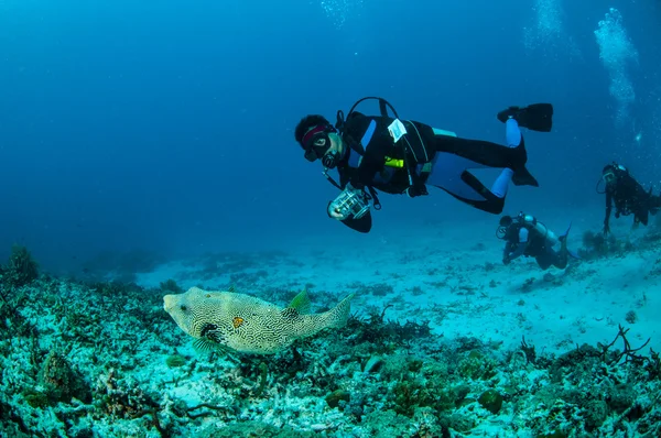 Plongeurs et poisson-globe, Gili Lombok Nusa Tenggara Barat sous-marin — Photo