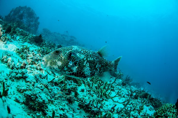 Pufferfish Arothron mappa swim around in Gili, Lombok, Nusa Tenggara Barat, Indonesia underwater photo — Stock Photo, Image