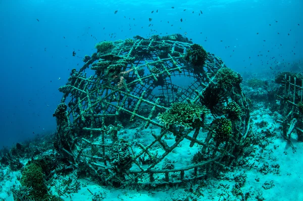 ギリ、ロンボク島、ヌサ ・ トゥンガラ州バラット、インドネシア水中写真のサンゴ礁の Biorocks — ストック写真