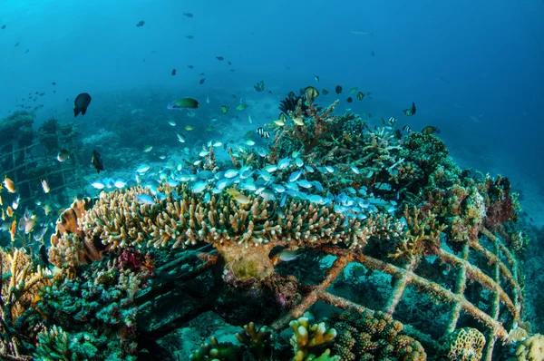 Biorocks of coral reefs in Gili, Lombok, Nusa Tenggara Barat, Indonesia underwater photo — Stock Photo, Image