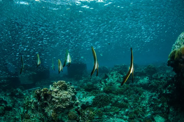 Grupo de juveniles aleta larga Batfish nadan en Gili, Lombok, Nusa Tenggara Barat, Indonesia foto submarina —  Fotos de Stock
