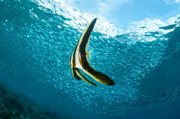 Μακρυπτέρυγος batfish νεανική και διδασκαλία των παιδιών ψάρια κολύμπι σε Gili, Lombok, Nusa Tenggara Μπαράτ, Ινδονησία υποβρύχια φωτογραφία — Φωτογραφία Αρχείου