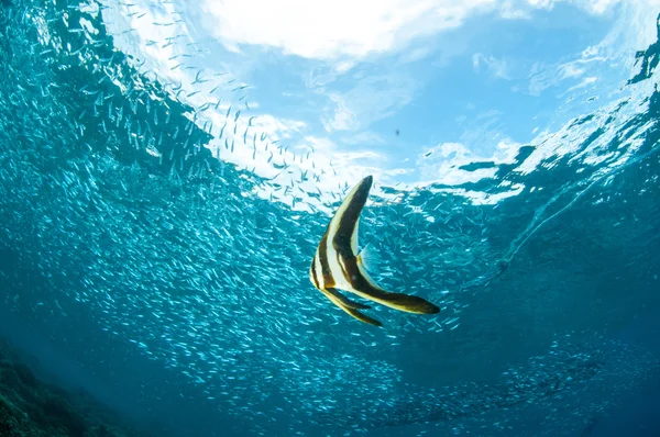 Longfin batfish juvenile and schooling fishes swimming in Gili, Lombok, Nusa Tenggara Barat, Indonesia underwater photo — Stock Photo, Image