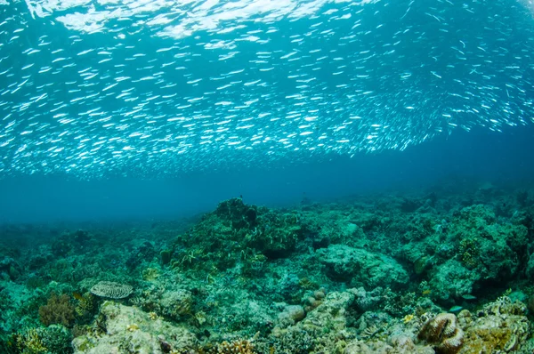 Lombok, Gili, Nusa Tenggara barát, Indonézia víz alatti fotó iskolai halak — Stock Fotó