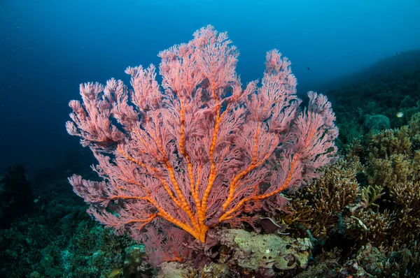 Sea fan ingegardlindgren mollis i Gili, Lombok, Nusa Tenggara Barat, Indonesien undervattensfoto. — Stockfoto