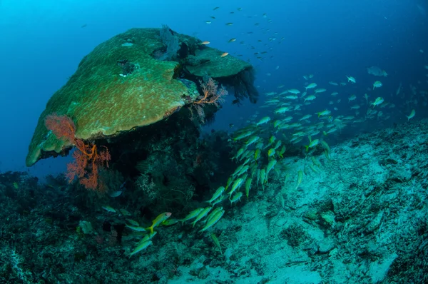 Escuela de natación fusilier rayas estrechas en Gili, Lombok, Nusa Tenggara Barat, Indonesia foto submarina —  Fotos de Stock