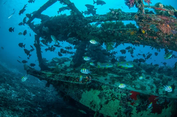 Wreck and fishes swim in Gili, Lombok, Nusa Tenggara Barat, Indonesia underwater photo — Stock Photo, Image