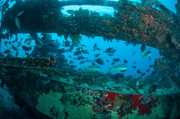 Ναυάγιο και ψάρια κολυμπούν σε Gili Lombok, Nusa Tenggara Μπαράτ, Ινδονησία υποβρύχια φωτογραφία — Φωτογραφία Αρχείου