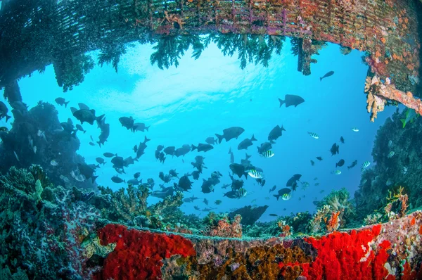 Ναυάγιο και ψάρια κολυμπούν σε Gili Lombok, Nusa Tenggara Μπαράτ, Ινδονησία υποβρύχια φωτογραφία — Φωτογραφία Αρχείου