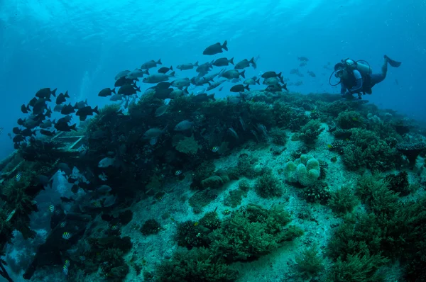 Diver and Group chubs fishes Kyphosus cinerascens swim above coral reefs in Gili, Lombok,Nusa Tenggara Barat,Indonesia underwwater photo — Stock Photo, Image