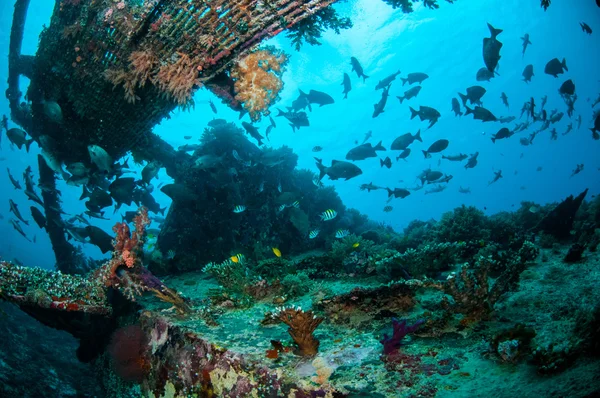 Naufragio y peces nadan en Gili, Lombok, Nusa Tenggara Barat, Indonesia foto submarina — Foto de Stock
