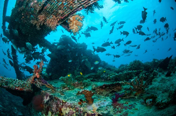 Wrack und Fische schwimmen in Gili, Lombok, Nusa Tenggara Barat, Indonesien Unterwasserfotos — Stockfoto